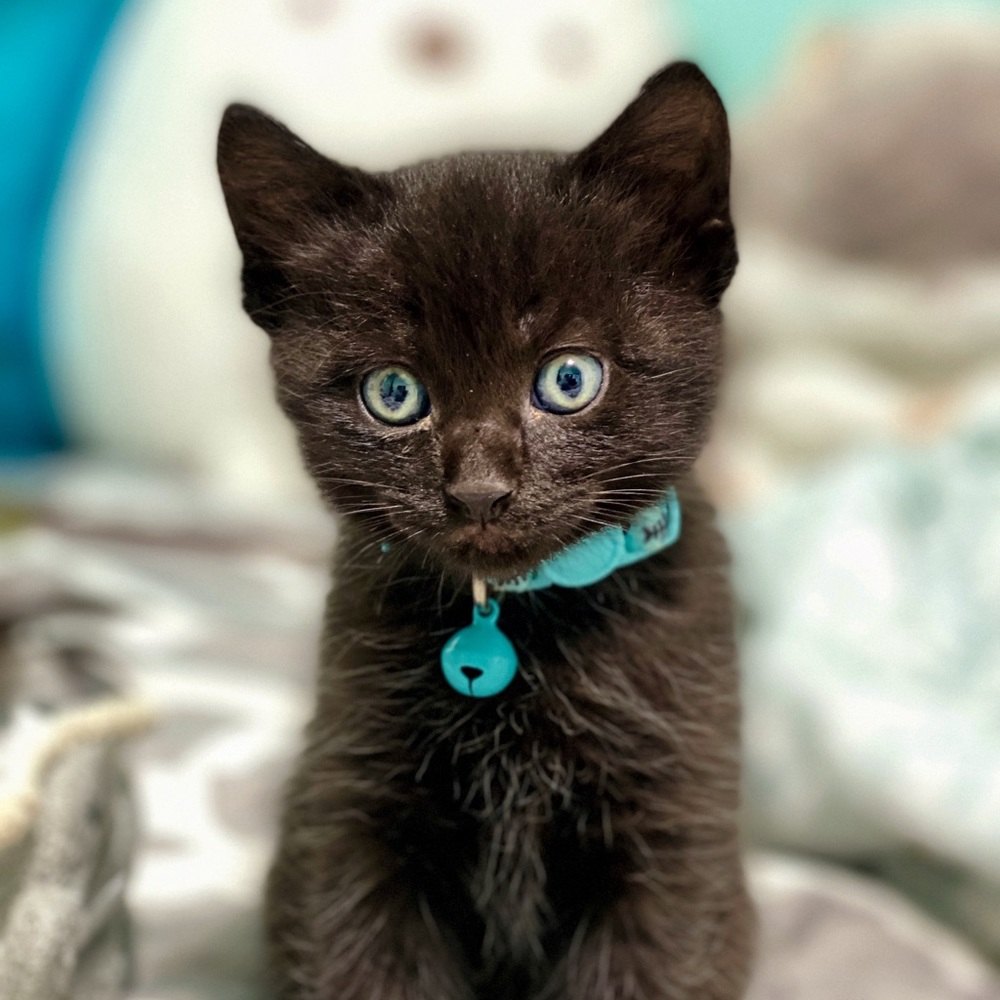 Meet your Posher, Kelly